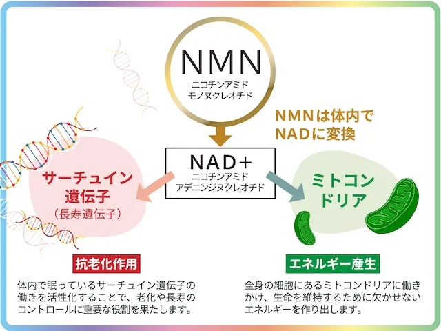 NAD＋が増えれば、サーチュイン遺伝子は活性化する