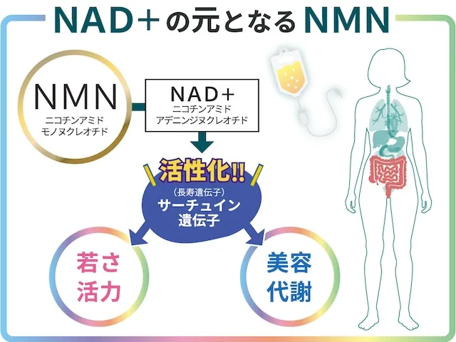 NMNとサーチュイン遺伝子（長寿遺伝子）の関係