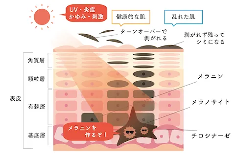 メラニンを生成する「メラノサイト」