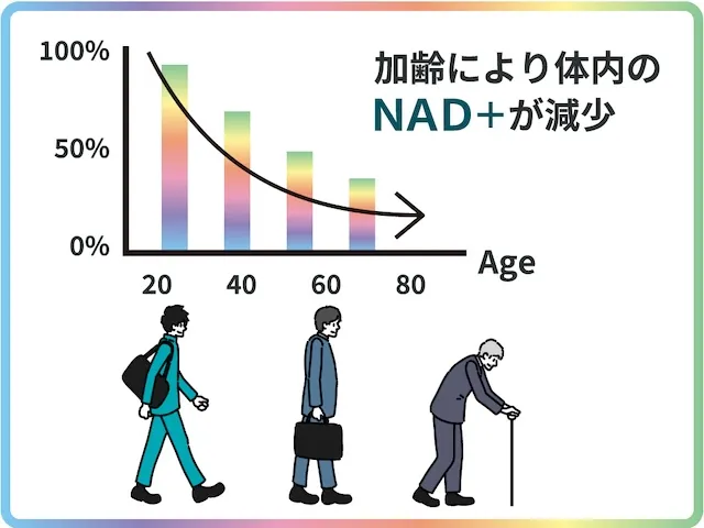 加齢により減少するNAD